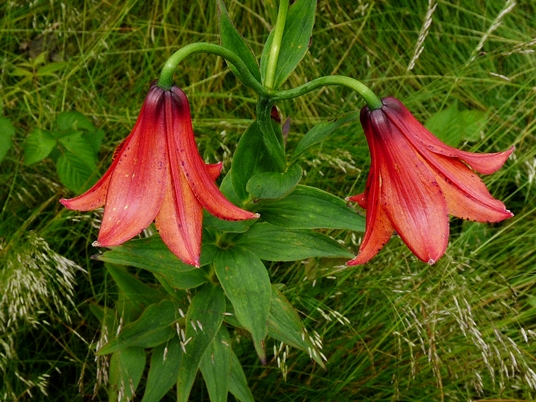 {Lilium grayi}